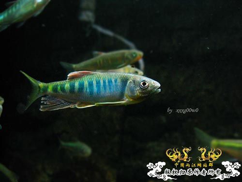 长鳍马口鱲