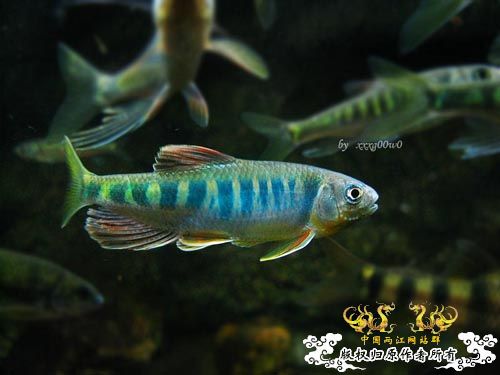 长鳍马口鱲