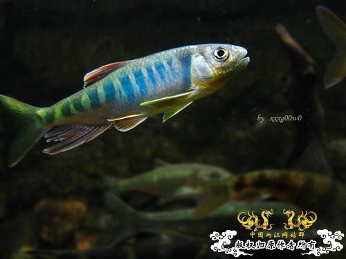长鳍马口鱲