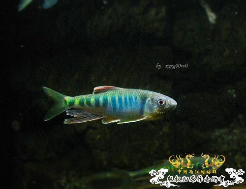 长鳍马口鱲