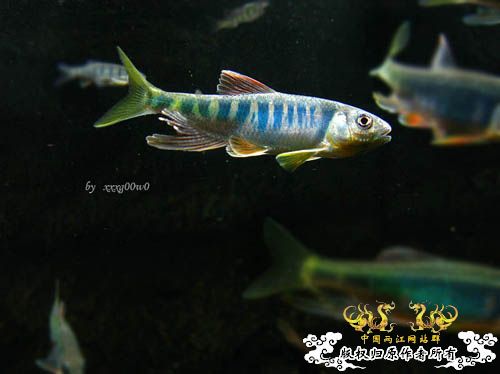 长鳍马口鱲