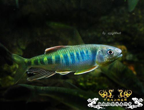 长鳍马口鱲