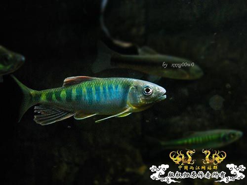 长鳍马口鱲