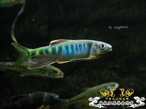 长鳍马口鱲