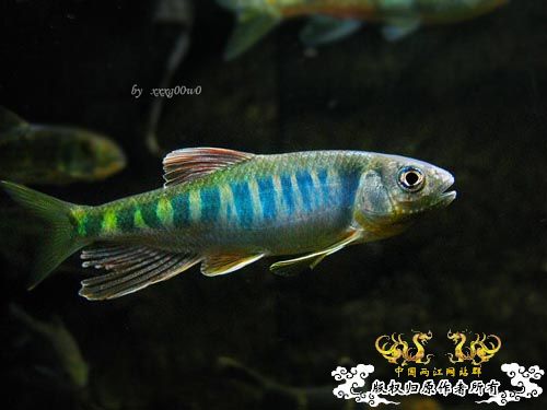 长鳍马口鱲