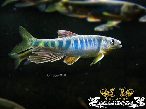 长鳍马口鱲