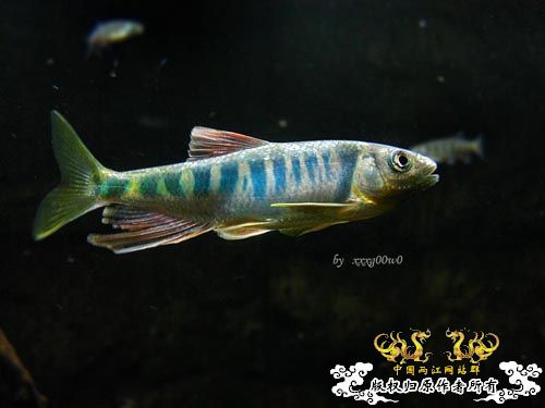 长鳍马口鱲