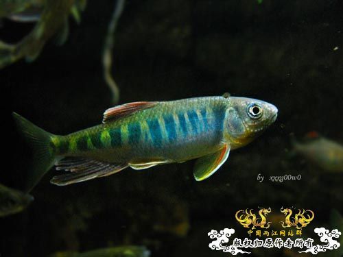 长鳍马口鱲