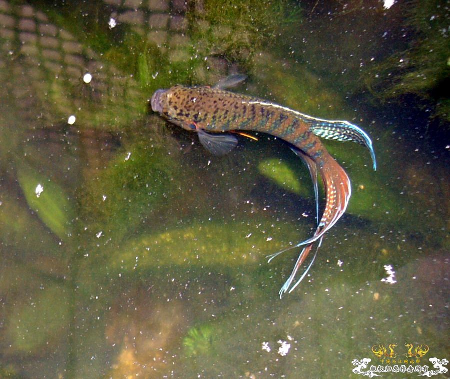 叉尾斗鱼
