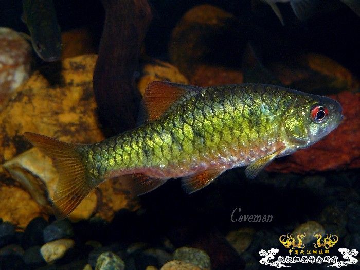 [分享] 我家條紋二鬚鲃