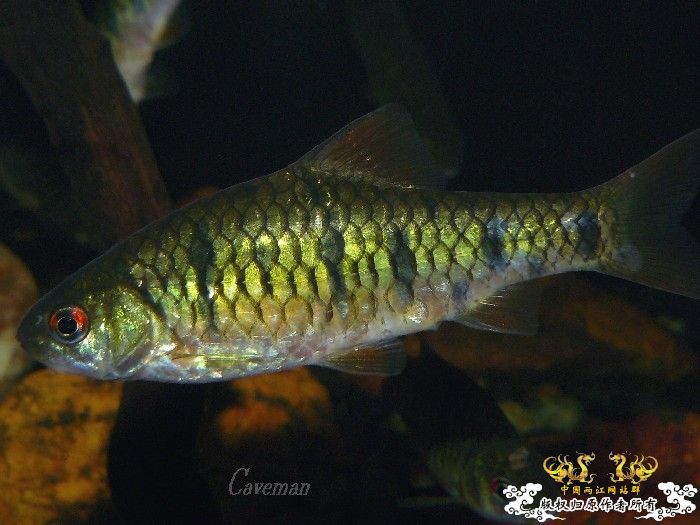 [分享] 我家條紋二鬚鲃