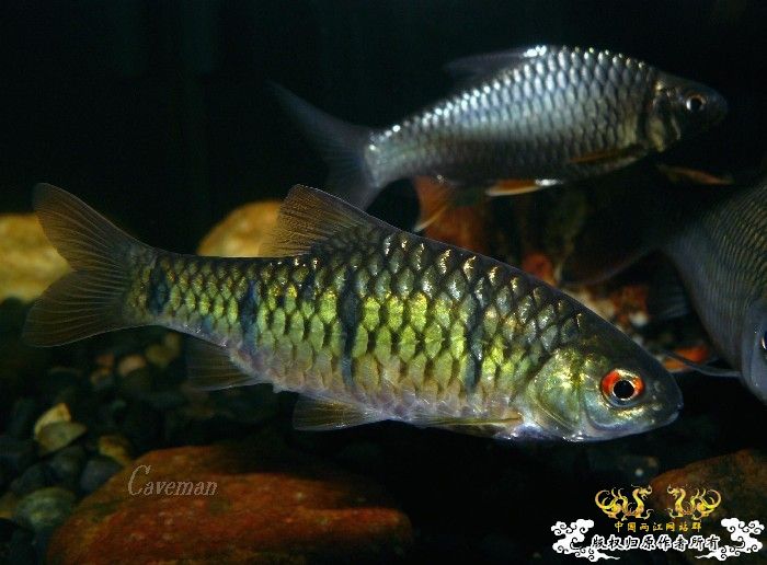 [分享] 我家條紋二鬚鲃