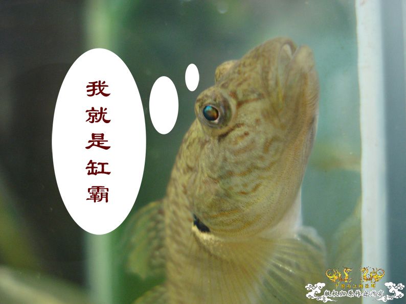 [求助]都是子陵吗？