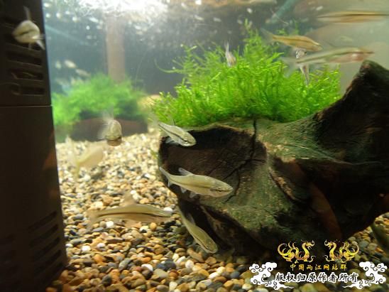 开了两个原生缸