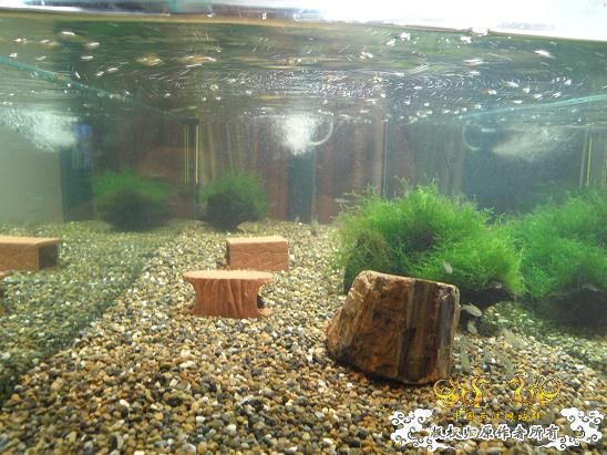 开了两个原生缸