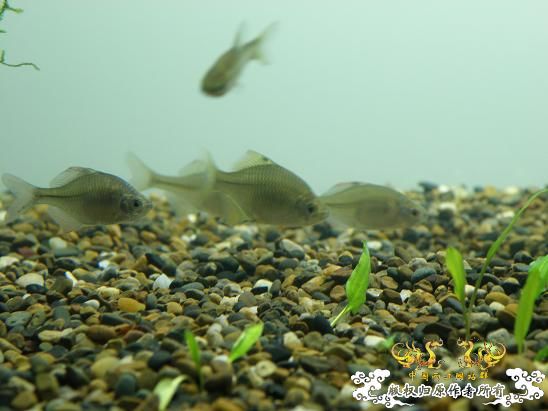 开了两个原生缸