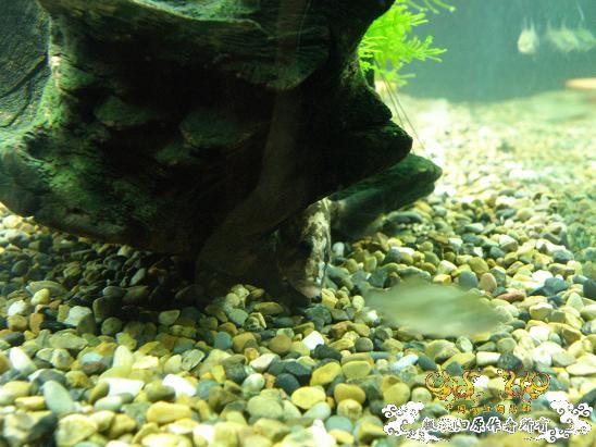 开了两个原生缸