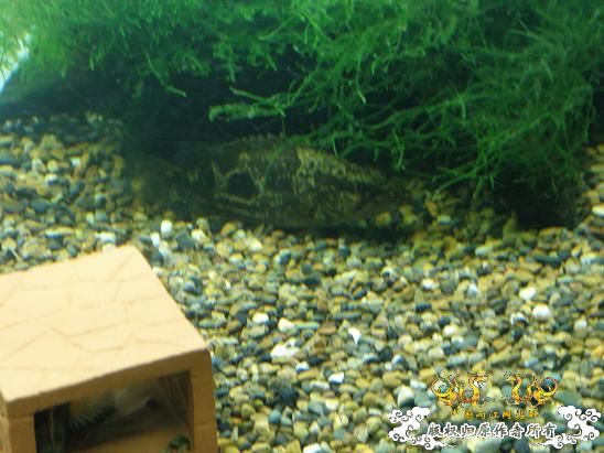 开了两个原生缸