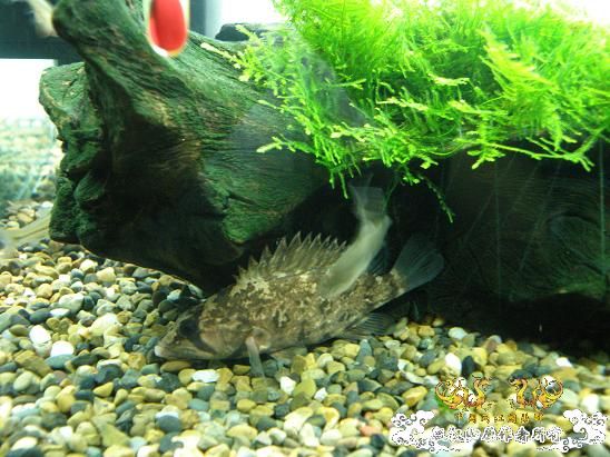 开了两个原生缸