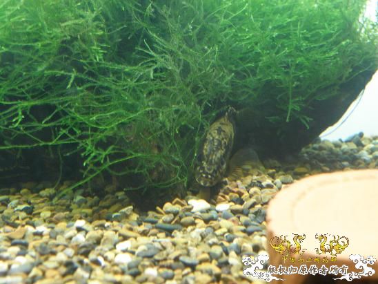 开了两个原生缸