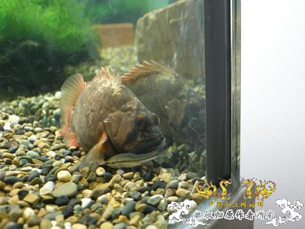 开了两个原生缸