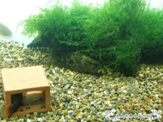 开了两个原生缸