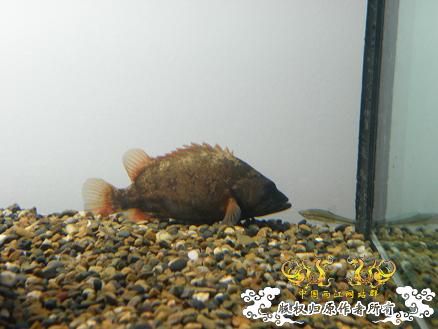 开了两个原生缸