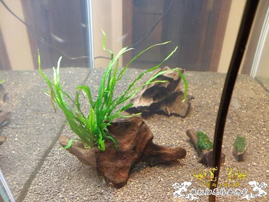 开了两个原生缸