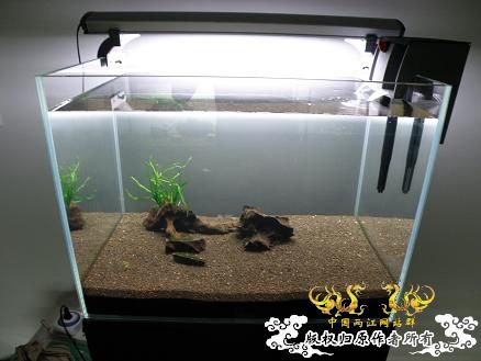 开了两个原生缸