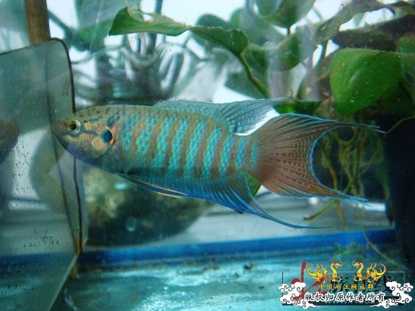 [分享]壮家德保叉“羽化”赏析