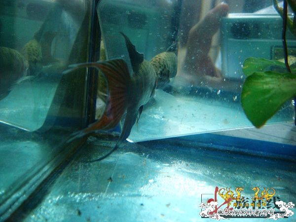 [分享]壮家德保叉“羽化”赏析