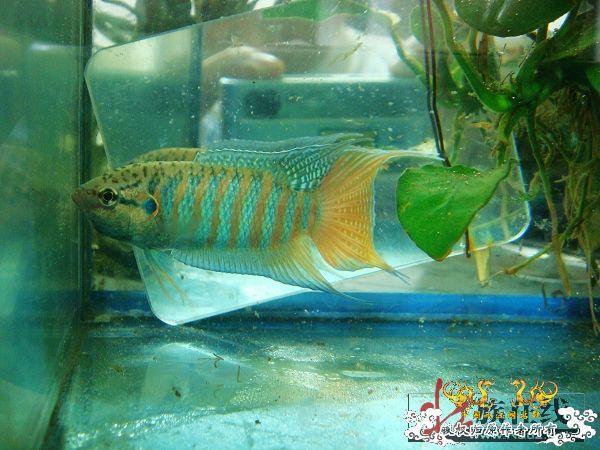 [分享]壮家德保叉“羽化”赏析