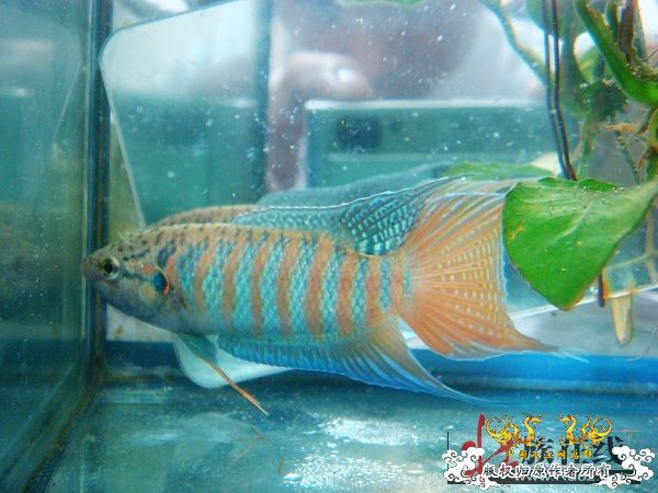 [分享]壮家德保叉“羽化”赏析