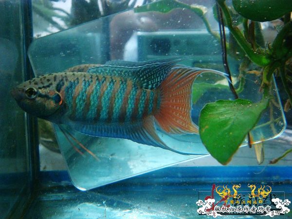 [分享]壮家德保叉“羽化”赏析