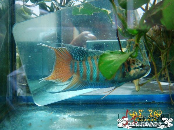 [分享]壮家德保叉“羽化”赏析