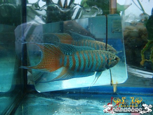 [分享]壮家德保叉“羽化”赏析