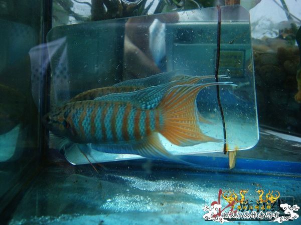 [分享]壮家德保叉“羽化”赏析