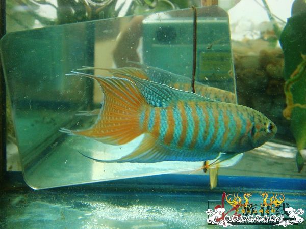 [分享]壮家德保叉“羽化”赏析