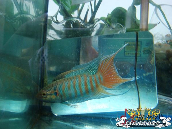 [分享]壮家德保叉“羽化”赏析