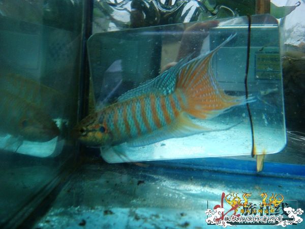 [分享]壮家德保叉“羽化”赏析