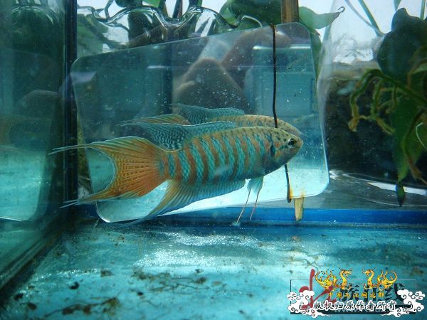 [分享]壮家德保叉“羽化”赏析