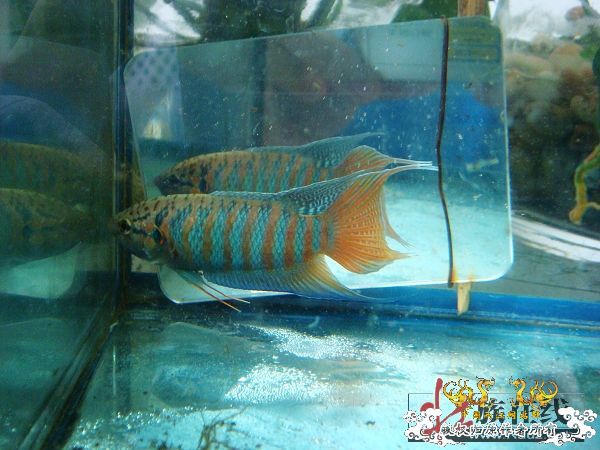 [分享]壮家德保叉“羽化”赏析