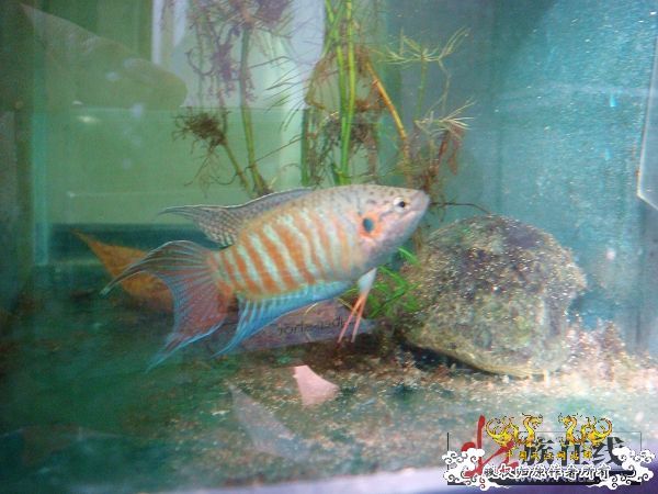 [分享]壮家叉系列之--壮家大新叉“素泉”