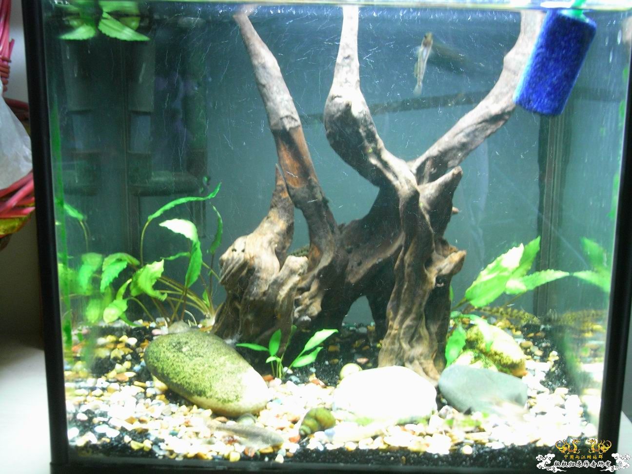 上个小小杂缸，图不多。