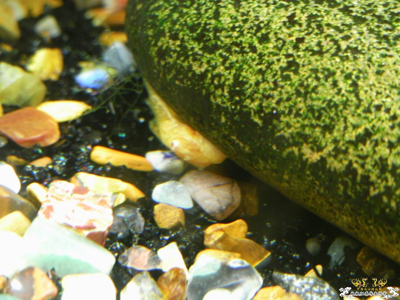 上个小小杂缸，图不多。