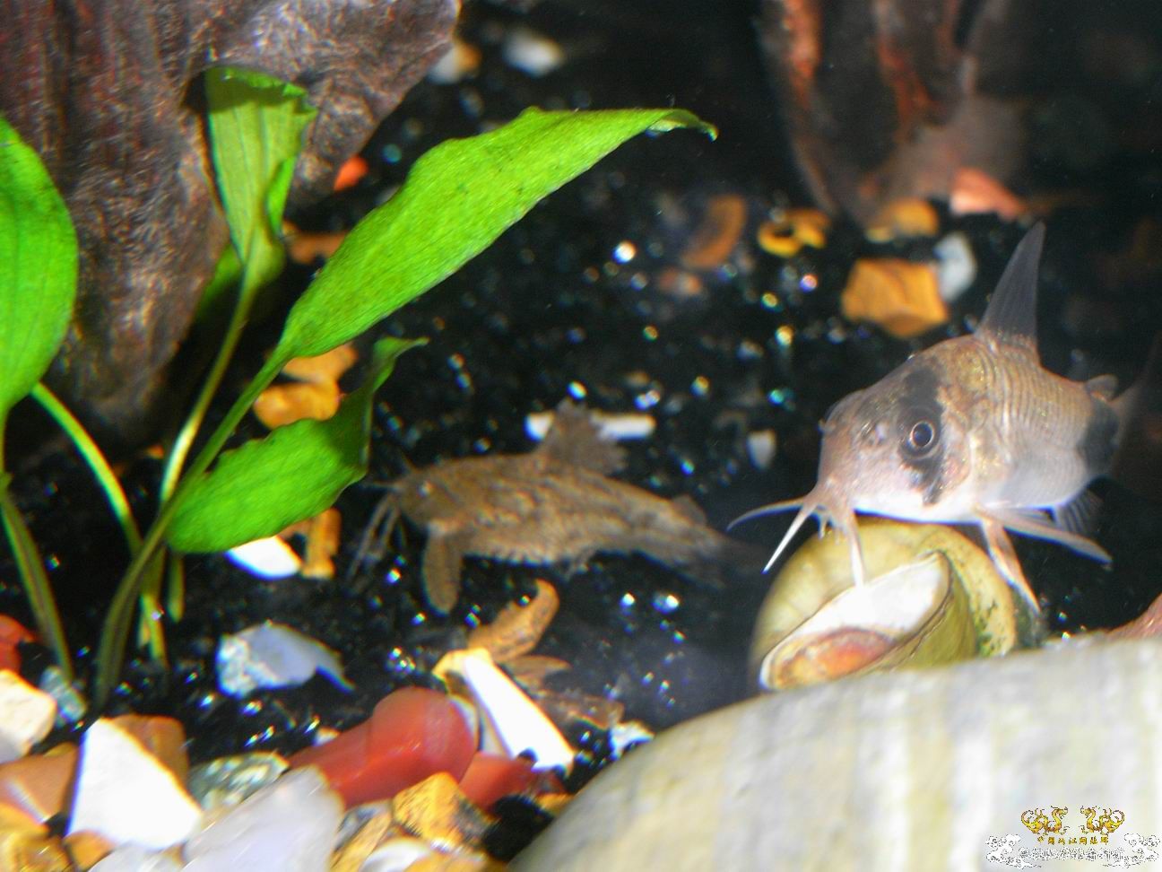 上个小小杂缸，图不多。