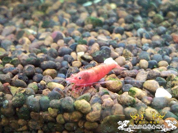 我朋友给我的虾曹缸，我非常喜欢，希望与大家分享