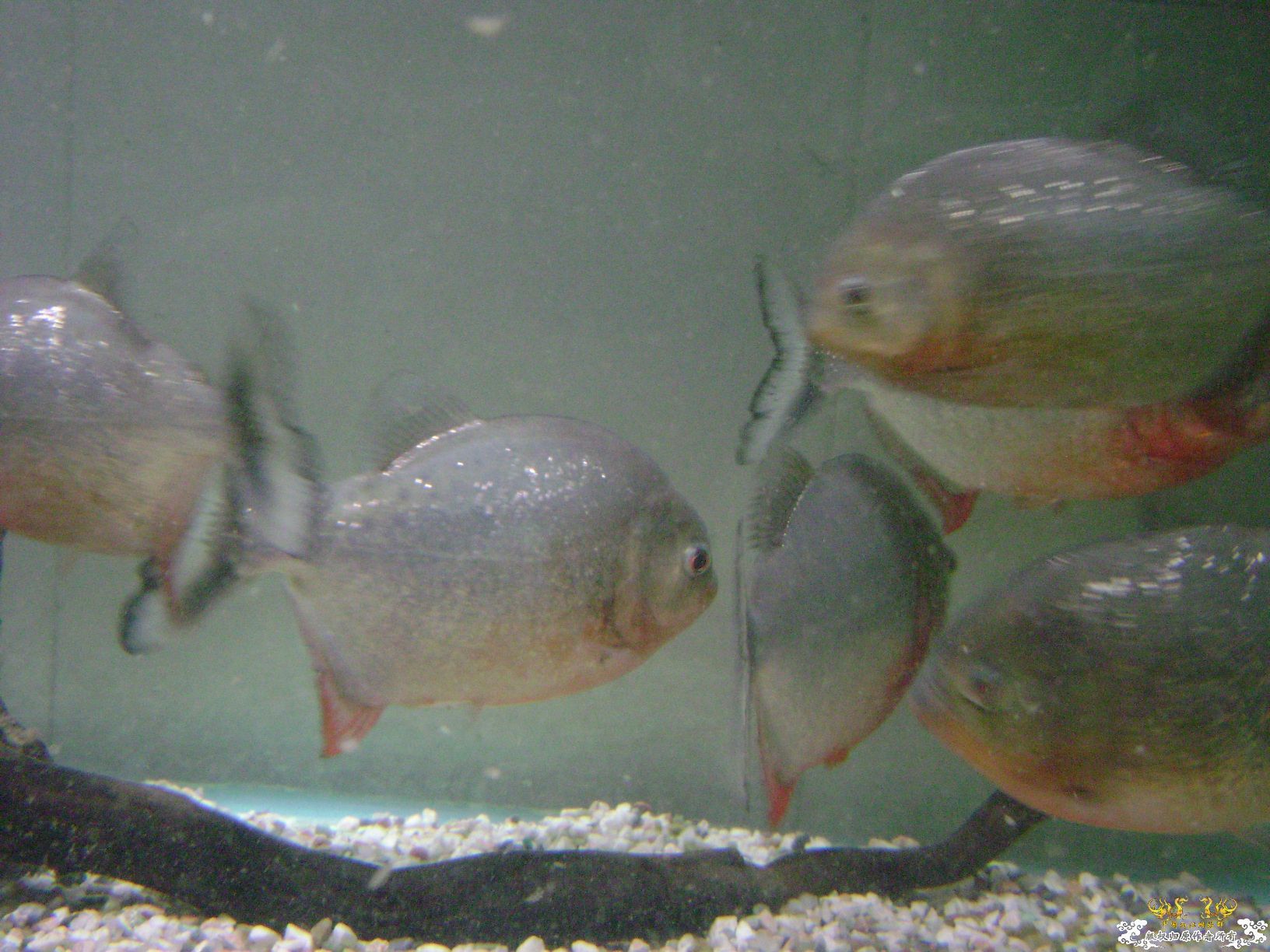 老师家的鱼