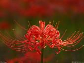 我最喜欢的一种花