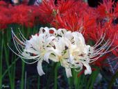 我最喜欢的一种花